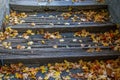 Fall leaves on the steps Royalty Free Stock Photo