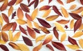 Fall Leaves Still Life Display that is pretty with natural warm tones. Leaves cover the Rustic Shiplap wood Board Background