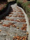 Fall leaves on the stone steps Royalty Free Stock Photo