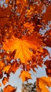 Fall leaves in sunlight