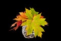 Fall leaves table arrangement. Royalty Free Stock Photo