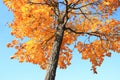Fall leaves on tree; beautiful sunny day Royalty Free Stock Photo