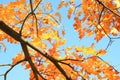 Fall leaves on tree; beautiful sunny day Royalty Free Stock Photo