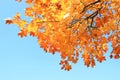 Fall leaves on tree; beautiful sunny day Royalty Free Stock Photo