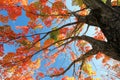 Fall Leaves Tree Royalty Free Stock Photo