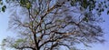 Fall leaves tree canopy, Panorama shot Royalty Free Stock Photo