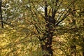 Fall leaves in a tree in a park in Charlottenburg Berlin Germany