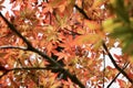 Fall leaves on tree branches background