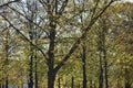 Fall leaves trees scene in a park in Charlottenburg Berlin Germany