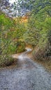 The fall of the leaves, a twisting path through the forest