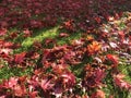 Carpet of red and orange autumn leaves under a tree Royalty Free Stock Photo