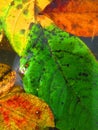 Fall leaves under rainwater, green leaf on yellow