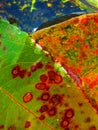 Fall leaves under rainwater, green and orange with red spots