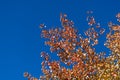 Fall Leaves and Vivid Blue Sky