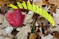 Fall Leaves White Oak Red Maple Locust Royalty Free Stock Photo