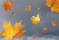 Caduta foglie vento 