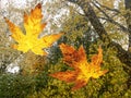 Fall Leaves on a window