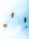 Fall leaves in winter background