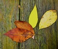 Fall leaves yellow and reddish brown against a brown textured background