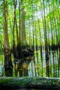 Fall logs on still or slow-moving water with dense of bald cypress background with backlit on bright green leaves, Morrison Royalty Free Stock Photo