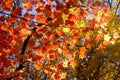 Fall That Looks Like Music Royalty Free Stock Photo