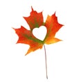 Fall In Love Photo Metaphor. Red Maple Leaf With Heart Shaped Royalty Free Stock Photo