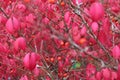 Macro of bush with red leaves and orange berries