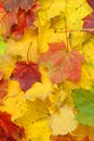 Fall maple foliage