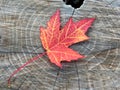 Fall maple leaf Royalty Free Stock Photo