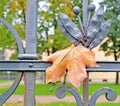 Fall. A maple leaf on a metal fencing. Royalty Free Stock Photo