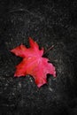 Fall Maple Leaf on Rough Rock in Wilderness Autumn Royalty Free Stock Photo