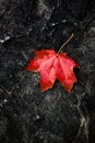 Fall Maple Leaf on Rough Rock in Wilderness Autumn Royalty Free Stock Photo
