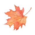 Fall maple leaf on transparent background. Hand drawn watercolor illustration isolated. Royalty Free Stock Photo