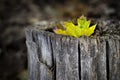 Fall Maple Leaf in Tree Trunk Old Autumn Wilderness Royalty Free Stock Photo