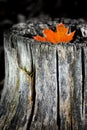 Fall Maple Leaf In Tree Trunk Old Autumn Wilderness