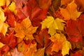 Fall maple leaf on wooden table, background texture Royalty Free Stock Photo