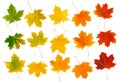 Fall maple leaves Royalty Free Stock Photo