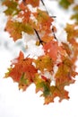 Fall Maple Leaves in Snow