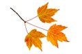 Fall Maple Leaves Trio Royalty Free Stock Photo