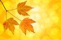 Fall Maple Leaves Trio with Bokeh Background Royalty Free Stock Photo