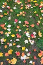 Fall Maple Tree Leaves on Green Lawn