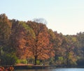 Fall Maple Tree with Orange Leaves Half Full on Forest Preserve Lake with People Walking the Path Royalty Free Stock Photo