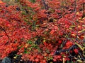 Fall maple vines in hardened lava rock