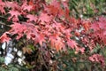 Fall maples - Acer palmatum - at botanical garden. Royalty Free Stock Photo