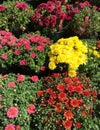 Fall marigolds