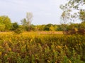 Fall Meadow Field of Yellow Flowers and Mix Autumn Trees Royalty Free Stock Photo