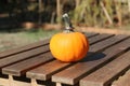 Fall mini pumpkin with ring