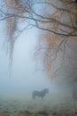 autumn scenery and alone horse in a mist Royalty Free Stock Photo