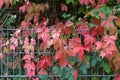 fall month october shows colorful red and green leaves on a fence and wall Royalty Free Stock Photo