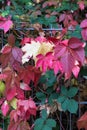 fall month october shows colorful red and green leaves on a fence and wall Royalty Free Stock Photo